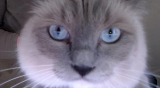 Fierce Eyes of Celeste, Assistant to Scout